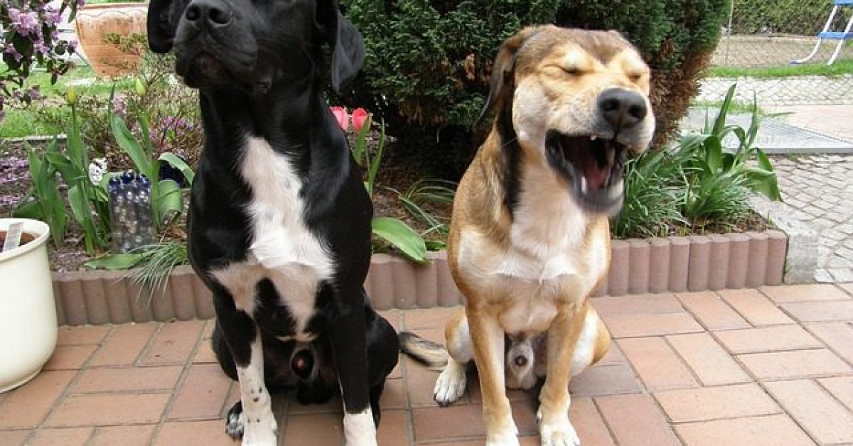 Help Your Pets Adjust To Your New Home Help Your Pets Adjust To Your New Home